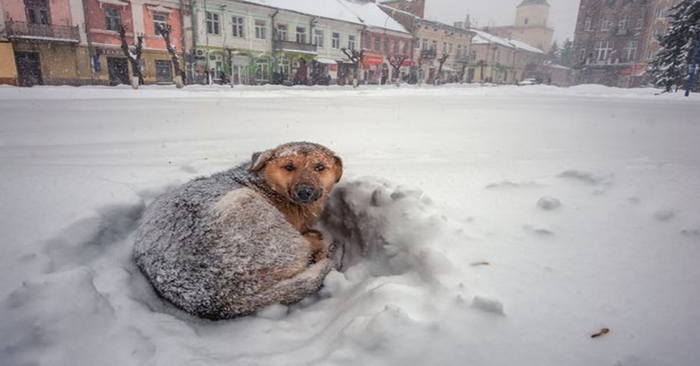  A wonderful story: a street dog becomes a real savior for a child who disappeared during a snowstorm