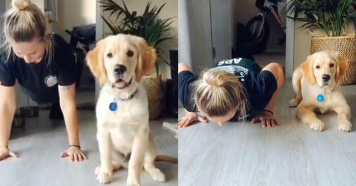  Funny behavior: this wonderful Retriever constantly pushes the owner to get a treat