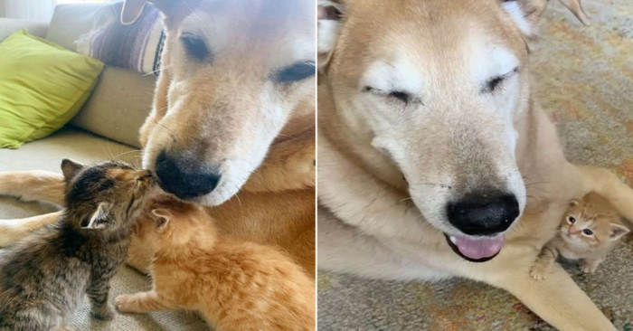  An incredible sight: this kind and caring dog takes care of the kittens like their father
