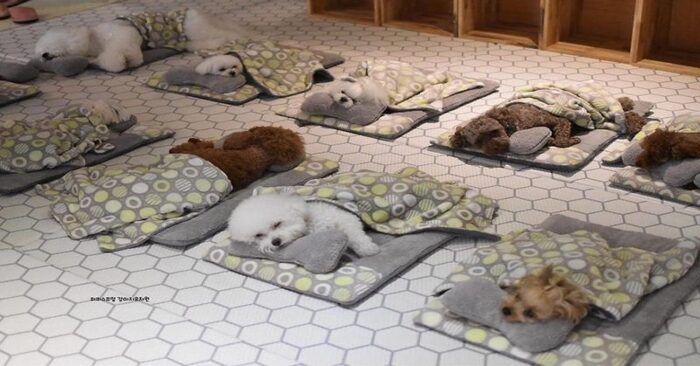  What a cute scene: the pictures taken at this dog nursery caught everyone’s attention