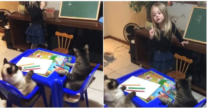  Cute scene: this little girl was trying her best to teach her cats how to draw