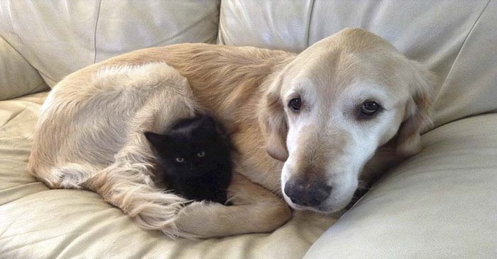  This kind dog was very sad when he lost his beloved cat due to illness, but now he is happy again