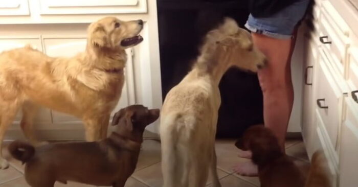  Interesting story: this little horse thinks he is a dog after living with dogs for a long time
