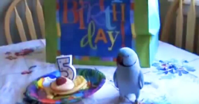  What an interesting scene: this unique blue parrot gives a really wonderful reaction to birthday gifts