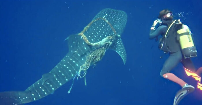  It was truly incredible: these divers were able to save and free the whale shark from the fishing net