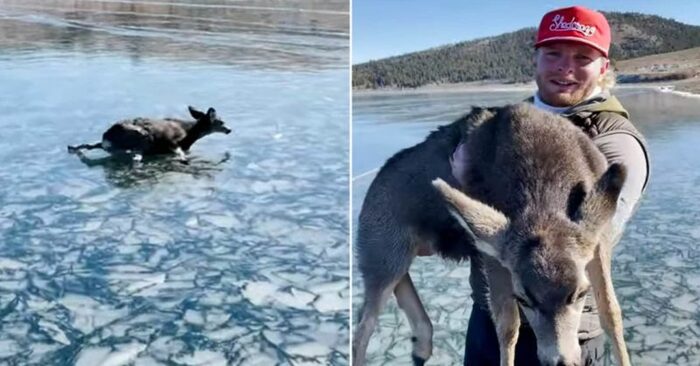  Amazing story: these fishermen risked their lives to walk across a frozen lake and save a deer