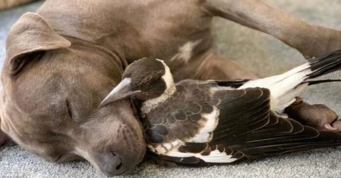  An interesting new type of friendship: this Bull Terrier and magpie became great inseparable friends