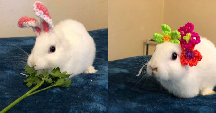  This poor rabbit with no ears and 3 paws received wonderful crocheted sets from her owner