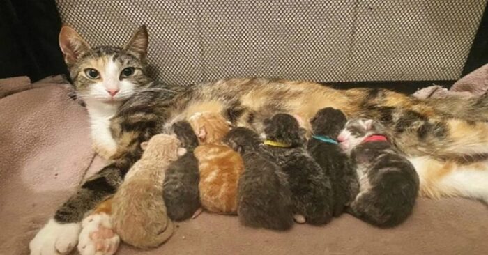  Finally a comfortable place to live: this lonely cat found a home and had wonderful little kittens