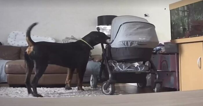 A very cute scene: the camera shows how a caring dog tries to calm a crying child with a toy