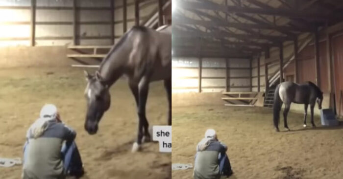  A very touching and wonderful scene: this caring and loyal horse tries to calm his crying owner