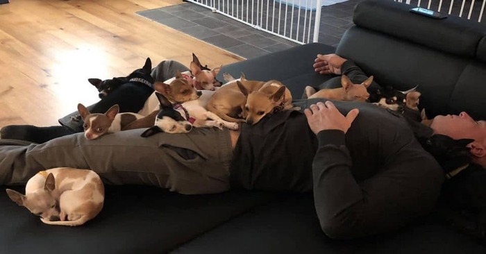  Amazing story: caring Chihuahua helps man relieve stress, he helps 40 dogs instead