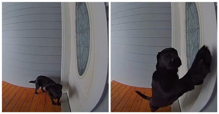  Funny scene: this dog comes back home after a long walk outside and rings the doorbell