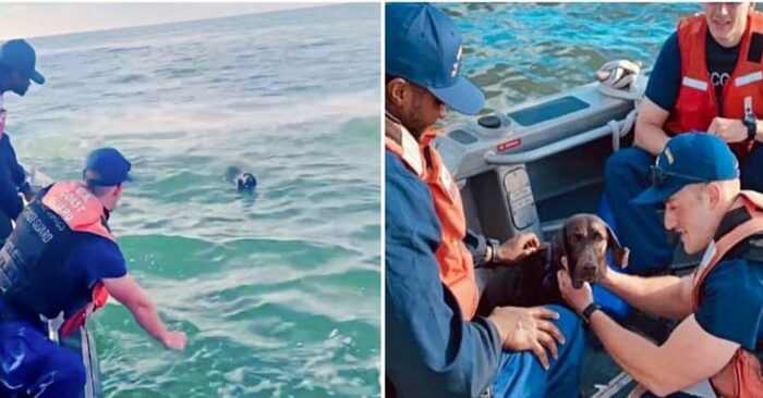  Amazing help: this kind and caring coast guard was able to save the life of a dog who fell into the sea