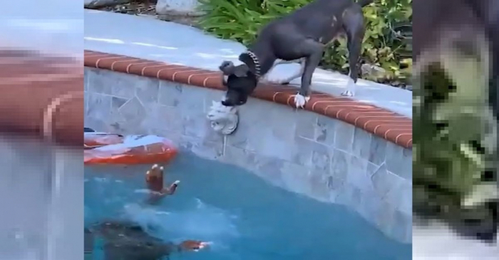  Heroic move: this brave dog, thinking his owner is in danger, rushes into the pool without hesitation