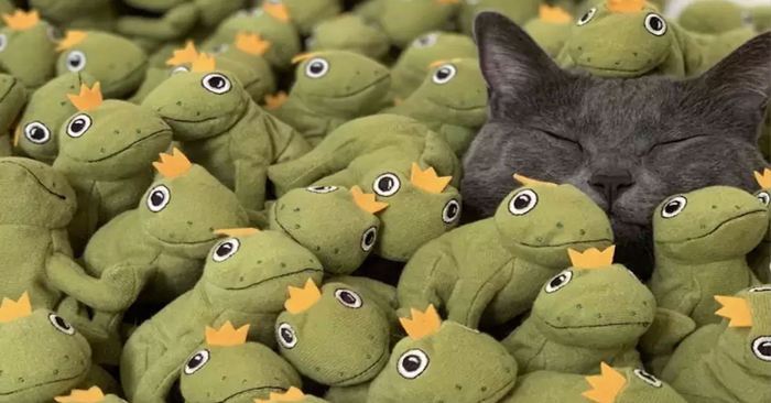  Funny scene: this cute cat is just crazy about her stuffed frog, now she has a whole collection