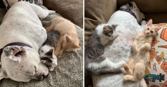  A wonderful story: this deaf kind and caring dog began to take care of rescued lonely kittens