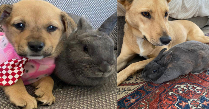  Unrepeatable closeness: the bond between this dog and rabbit turns into an inseparable friendship