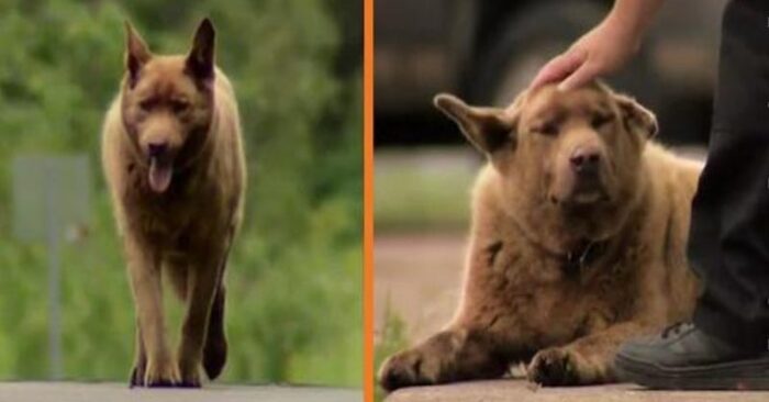  Interesting story: this kind and special dog walks 4 miles every day to greet everyone