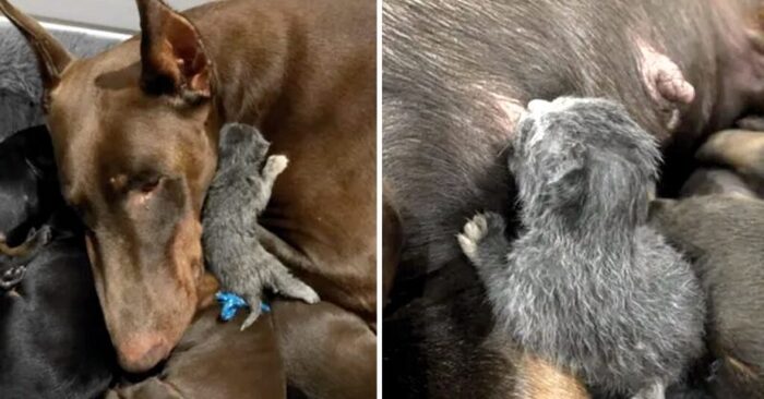  Wonderful care: this kind dog began to take care of the little cat with great affection