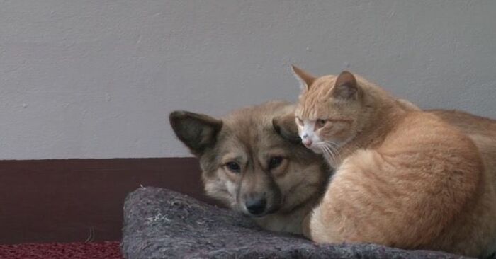  Touching scene: this poor abandoned dog and cat try to calm each other down and wait for their family