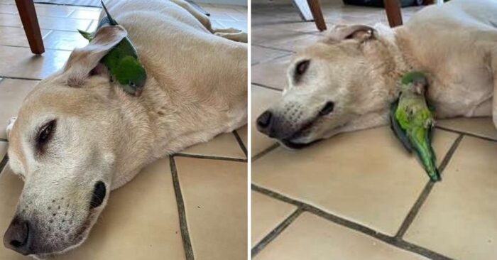 This kind and caring dog saves the parrot’s life, gets close to the bird and becomes inseparable