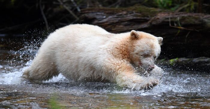  A unique shot: this rare bear was captured in the Canadian wilderness