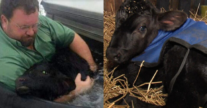  Amazing story: this farmer suddenly found a calf in the snow and helped the poor animal