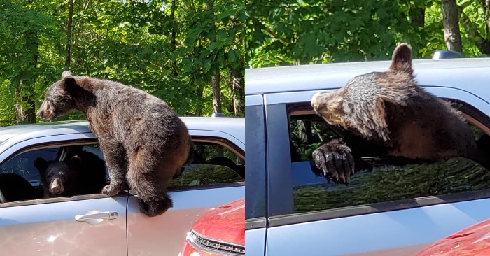  Funny scene: this man comes out for a moment and sees a family of bears trying to get into his car