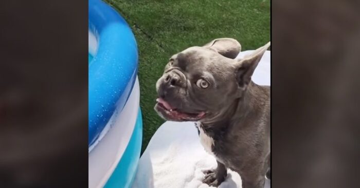  What a wonderful story: this dog was so happy when they bought him a swimming pool
