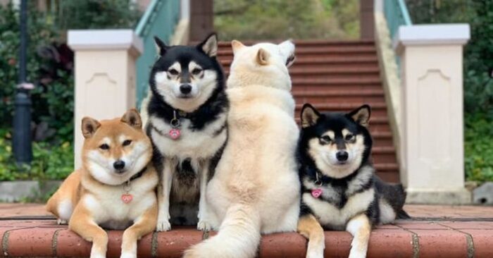  Funny scene: this cute Shiba Inu has caught everyone’s attention as he always ruins group photos