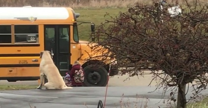  Amazing scene: this cute caring dog waits at the bus stop until the girl gets on the school bus safely