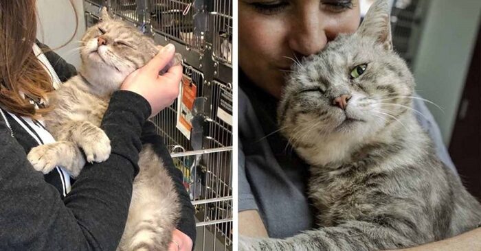  A wonderful sight: this grateful cat constantly hugs people after being rescued from the street