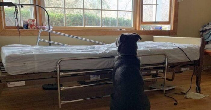  A very touching sight: this loyal kind dog is waiting nonstop for his master sitting by the hospital bed