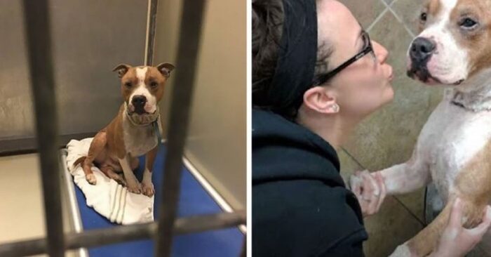  A touching scene: a dog that lived in a shelter for a long time now thanks the person who adopted him