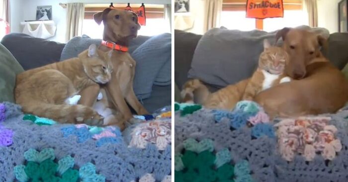  What a cute scene: while the family was away, this wonderful cat tries to calm down the anxious dog