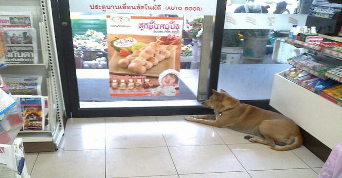  Amazing story: all shops in Thailand leave their doors open so they help dogs and cats in the heat