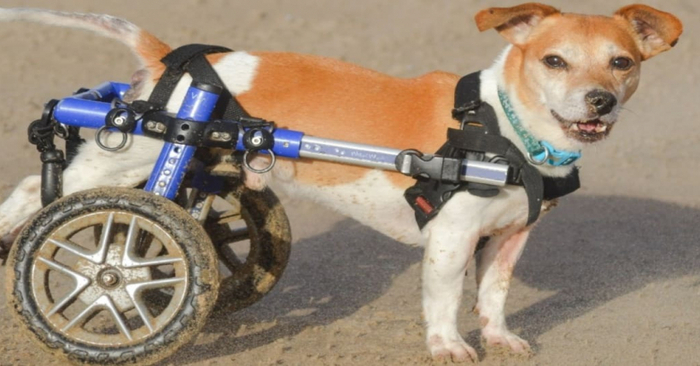 Amazing care: this woman gave her disabled dog a 2 wheel cart to help him