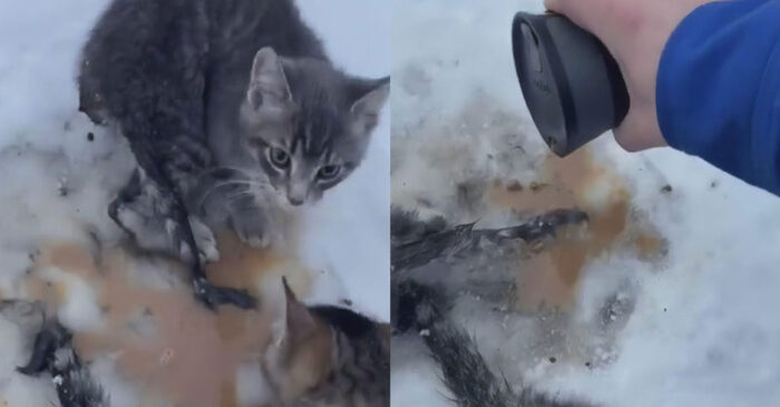  Real wonderful act: this kind and caring man uses his hot coffee to help frozen cats