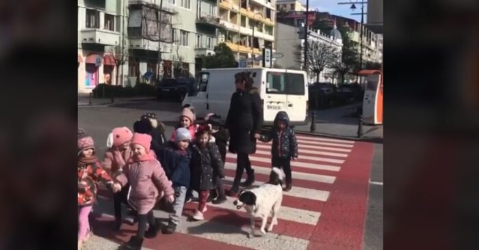  An incredible scene: this unique intelligent dog helps schoolchildren cross the street
