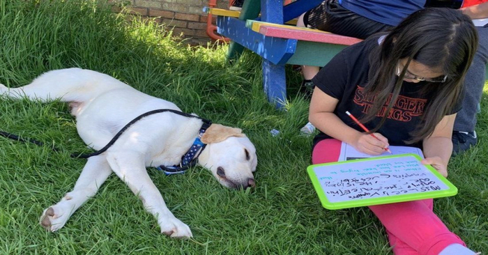  Amazing story: this caring dog went to school every day to help students not worry about the epidemic
