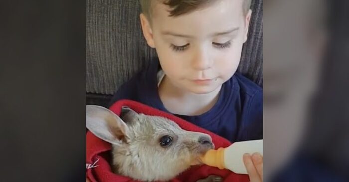  What a cute scene: this baby takes care of his beloved kangaroo with such warmth that it attracts everyone