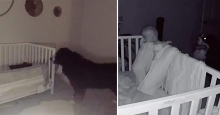  Nice scene: it was seen on camera that this caring and kind dog checks every day if the baby is sleeping well