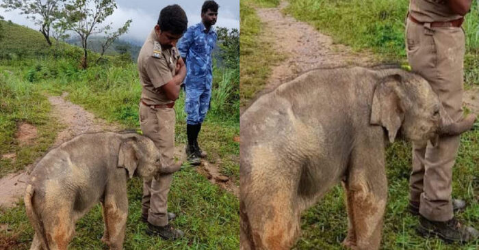  Love knows no boundaries: this little elephant hugs a forest officer with joy after reuniting with mother