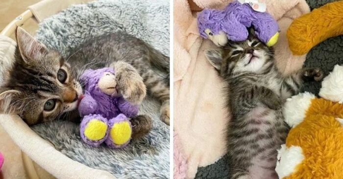  Cute scene: this little wonderful cat was hugging the soft toy with great warmth and relaxing