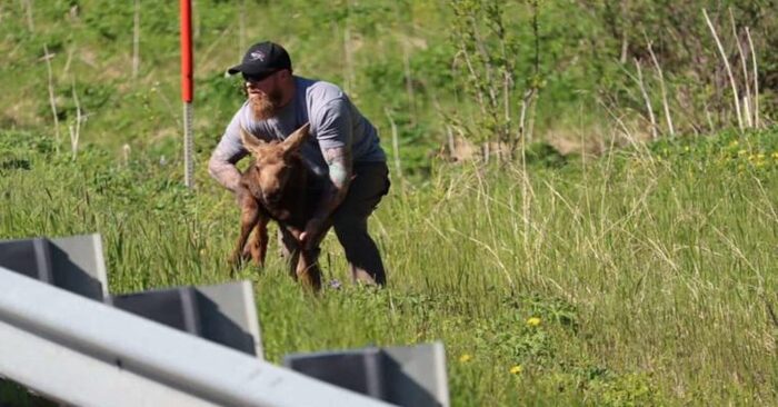 A beautiful scene: this kind and caring man helps a baby moose cross the street and reach him mother