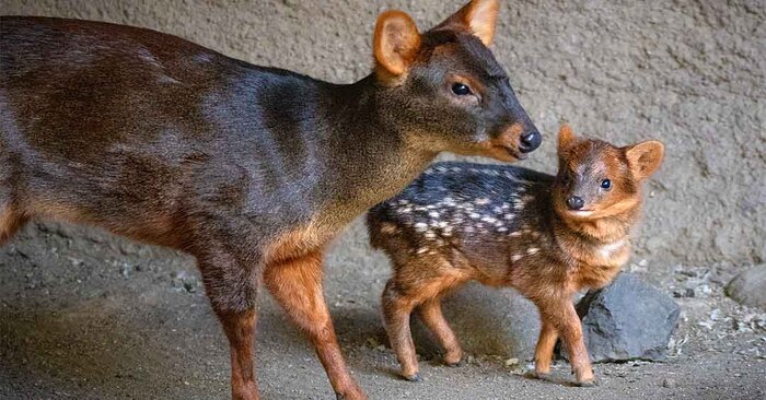  Here is this wonderful unique magical pudu: this is the smallest and cutest deer in the world