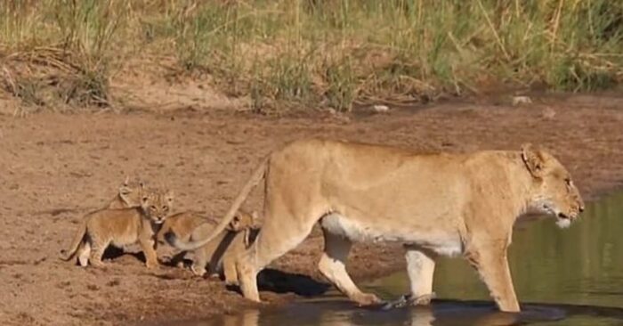  A beautiful heartwarming scene: this mother lion trying her best to teach her cubs how to cross the stream