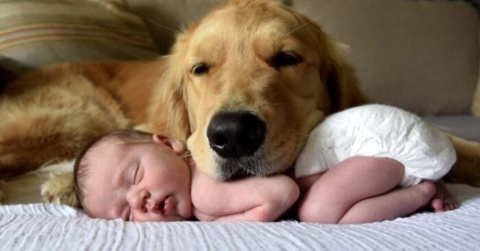  What a lovely scene: this baby is sleeping peacefully next to his dog and has caught everyone’s attention