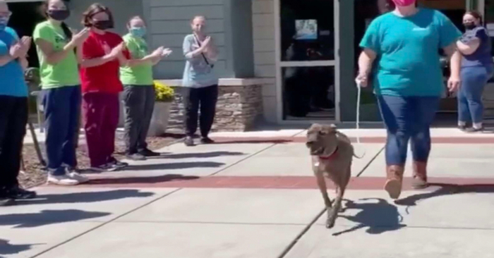  A beautiful scene: as the shelter staff sent the old dog off to a new family with a standing ovation